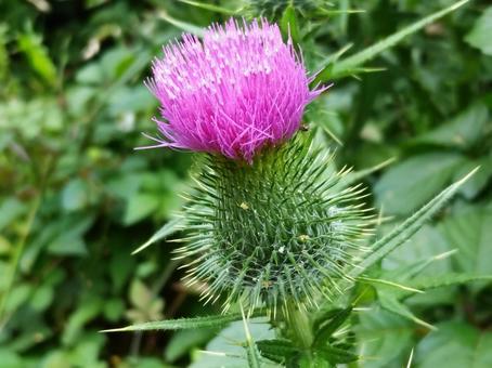 The thistle flowers are starting to bloom, JPG The thistle flowers are starting to bloom, JPG