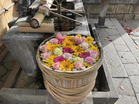 花手水 花手水,ガーベラ,カーネーションの写真素材