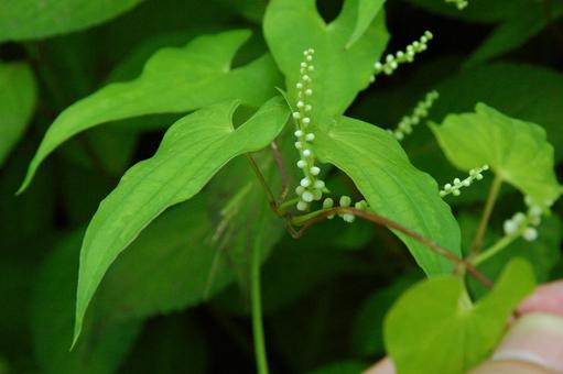 ヤマノイモ ヤマノイモ ヤマノイモ,山芋,薯蕷の写真素材