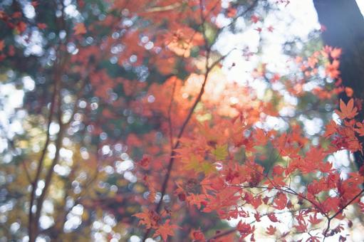 紅葉 紅葉の写真
