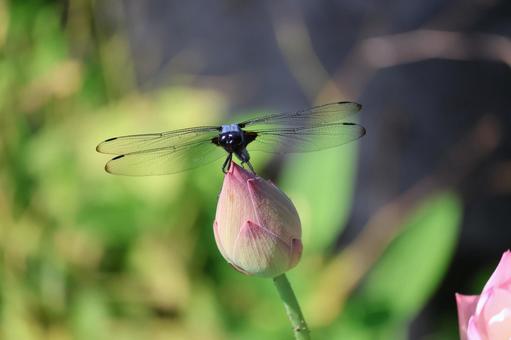 蓮の花の蕾の先にとまるシオカラトンボ 蓮の花の蕾の先にとまるシオカラトンボの写真