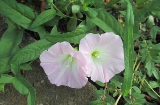 ヒルガオの花 ヒルガオの花の写真