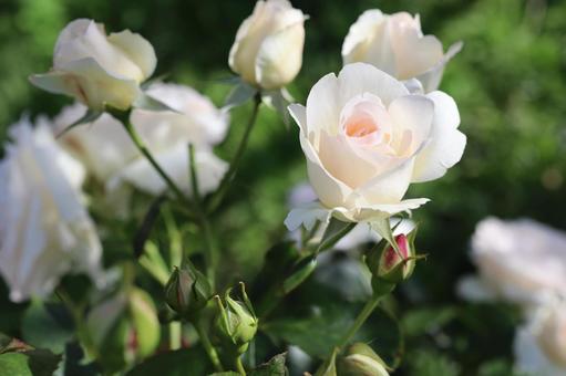 バラ園にて白い薔薇を撮影しました バラ園にて白い薔薇を撮影しましたの写真