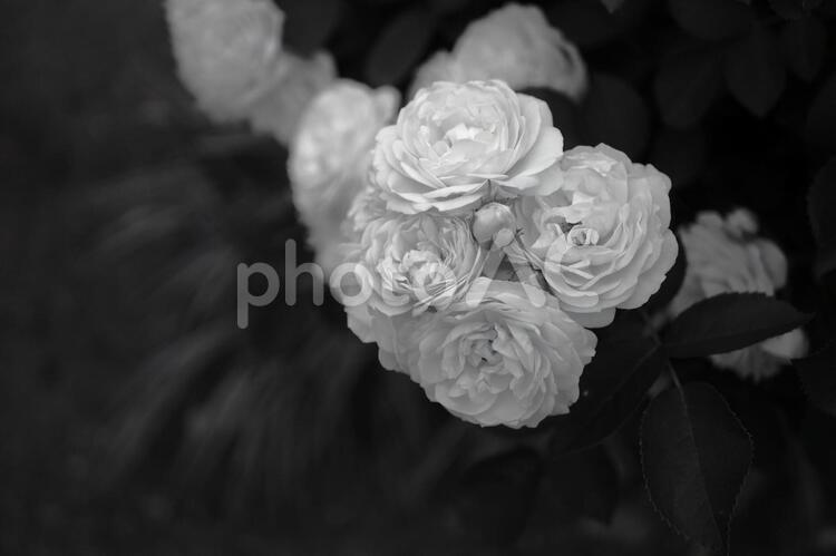 モノクロの薔薇 花,バラ,結婚式の写真素材