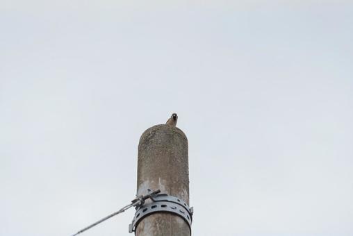 A sparrow looking around from the top of a utility pole, JPG A sparrow looking around from the top of a utility pole, JPG