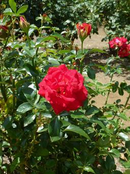 公園のバラ園に咲く赤いバラの花 公園のバラ園に咲く赤いバラの花の写真