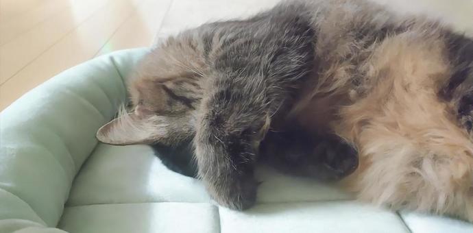 cat, JPG cat, JPG