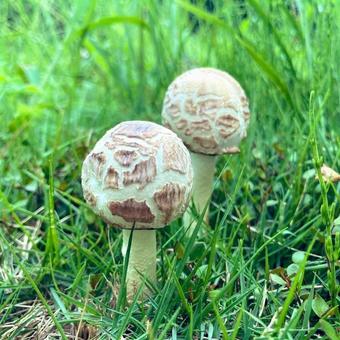 Mushrooms have grown, JPG Mushrooms have grown, JPG