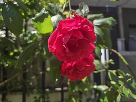 東京 薔薇 東京 薔薇の写真