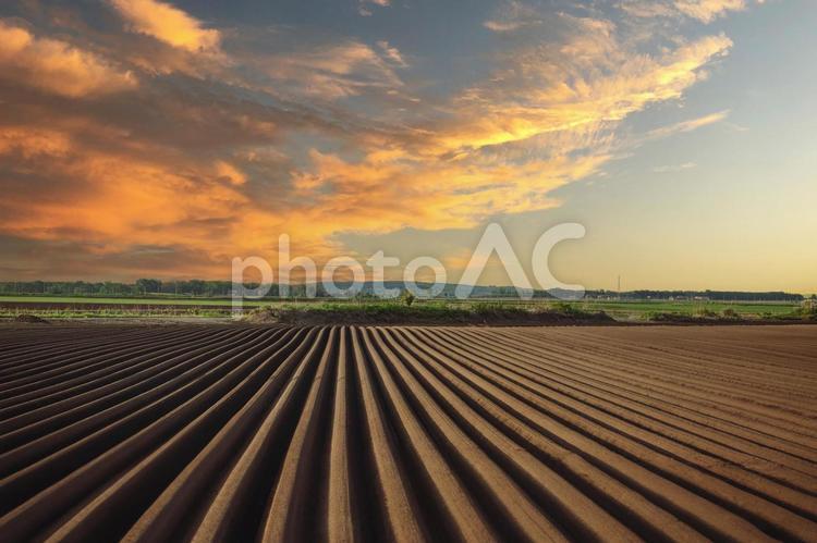 夕暮れと畑の畝 夕暮れ,畑,畑作の写真素材
