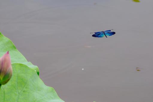 Butterfly dragonfly ⒇, JPG