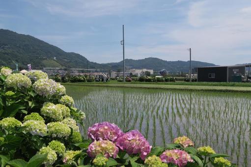 Rice fields and hydrangeas, JPG