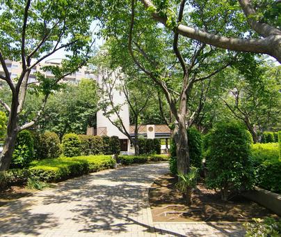 五月の緑風景-32 五月,緑,風景の写真素材