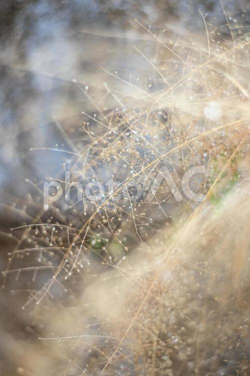 雨上がりに濡れた雑草 壁紙,背景,癒しの写真素材