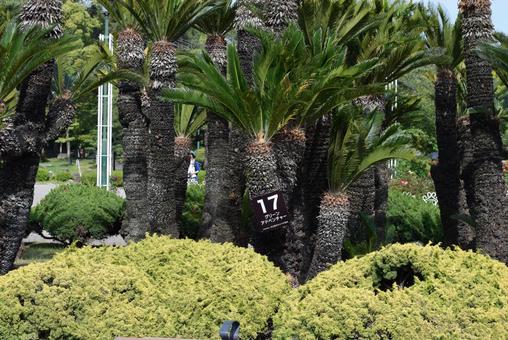 名古屋市鶴舞公園の植物 名古屋市鶴舞公園の植物の写真