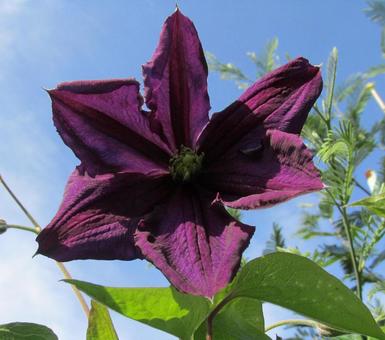 クレマチス クレマチスの写真