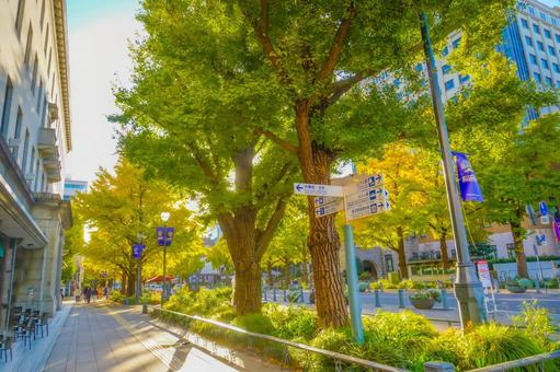 日本大通りの銀杏並木 日本大通り,銀杏並木,イチョウの写真素材