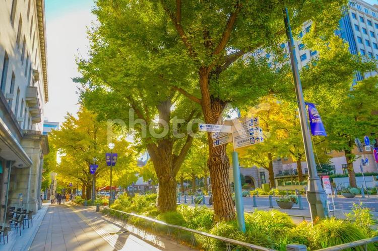 日本大通りの銀杏並木 日本大通り,銀杏並木,イチョウの写真素材