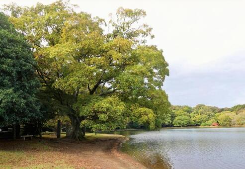 湖の色づき始めた初秋の風 湖面,初秋,色づき始めの写真素材