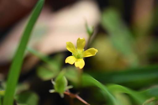 Yellow flower weeds, katabi, yellow flowers, flower, JPG