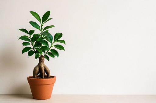 【観葉植物】ガジュマルと白い壁1 【観葉植物】ガジュマルと白い壁1の写真