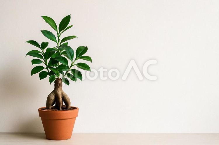 【観葉植物】ガジュマルと白い壁１ インテリア,ガジュマル,観葉植物の写真素材