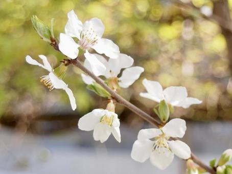 桜のアップ(横) 桜のアップ(横)の写真