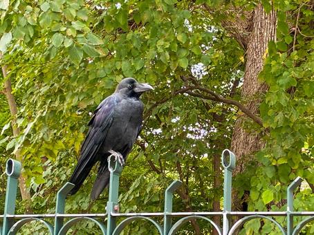 柵にとまるカラス 柵にとまるカラス カラス,漆黒,鳥の写真素材