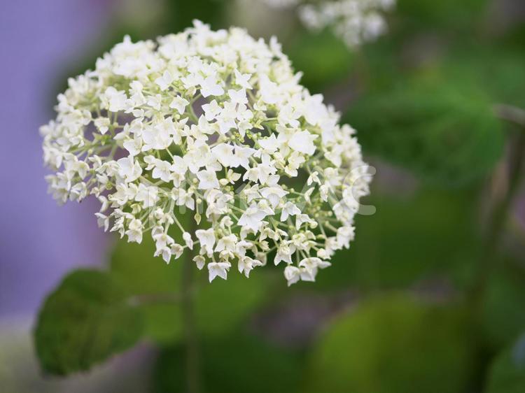 爽やかなアジサイ 紫陽花,爽やか,花の写真素材