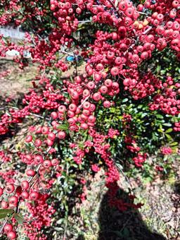 赤い実 赤い実,植物,自然の写真素材