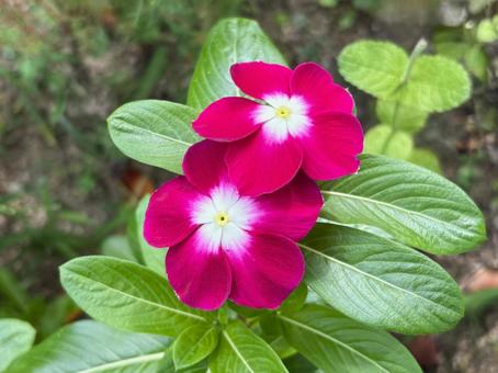ニチニチソウ（日日草）の花 ニチニチソウ,日日草,花の写真素材