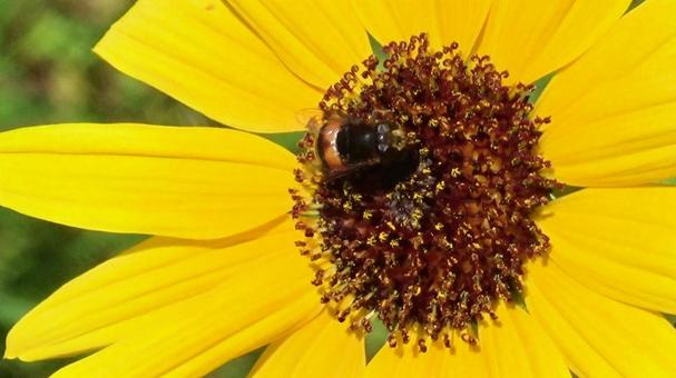 ひまわりの花にとまるハナアブ・1 ひまわりの花にとまるハナアブ・1 ヒマワリ,ハナアブ,昆虫の写真素材