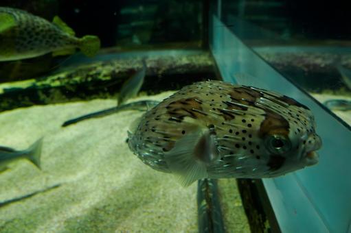 水槽の生き物⑶ ハリセンボン,ふぐ,魚類の写真素材