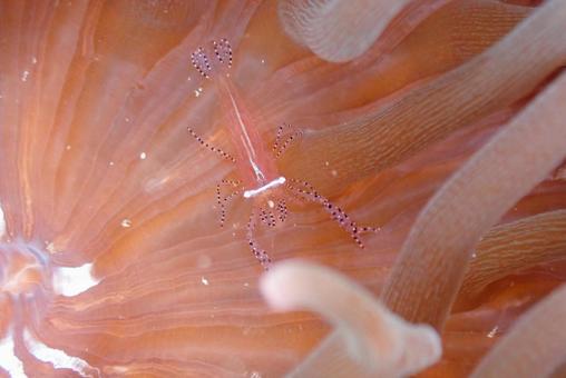 三浦 カザリイソギンチャクエビ 三浦 カザリイソギンチャクエビの写真