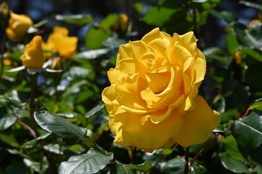 Yellow roses taken at Maebashi Rose Garden, JPG Yellow roses taken at Maebashi Rose Garden, JPG