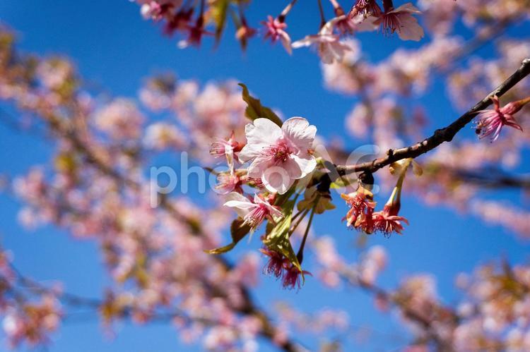 桜　春の訪れ 桜,開花,季節の写真素材