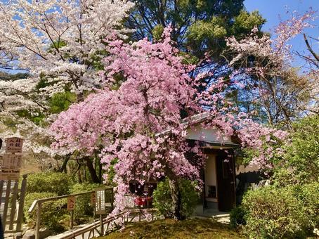 桜 桜,さくら,春の写真素材