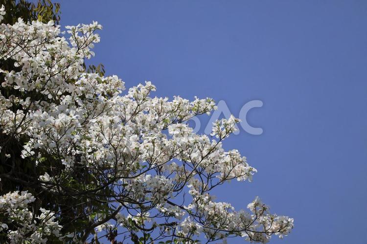 白い花びらの満開のハナミズキの木と青空 白い,花びら,満開の写真素材