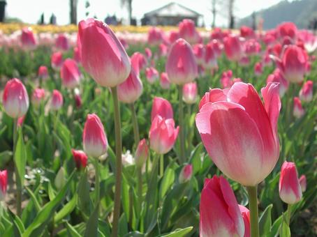 Tulips, JPG