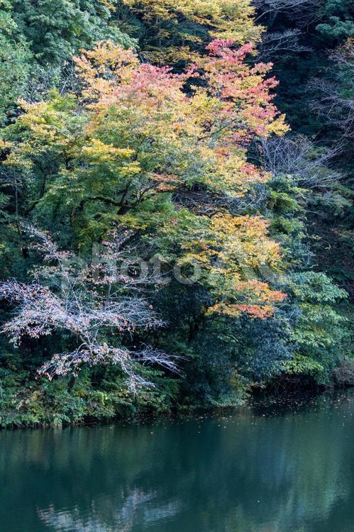 湖と色づく秋の風景 紅葉,モミジ,もみじの写真素材