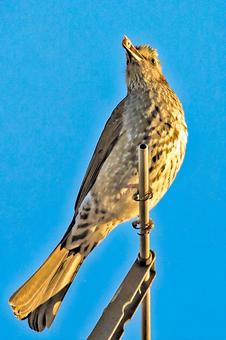 ヒヨドリ ヒヨドリの写真