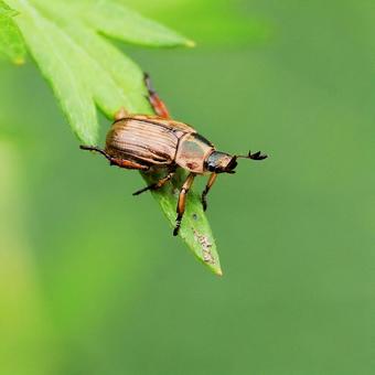 セマダラコガネ セマダラコガネ セマダラコガネ,昆虫,コガネムシの写真素材