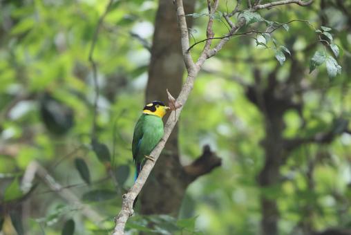 オナガヒロハシ オナガヒロハシの写真