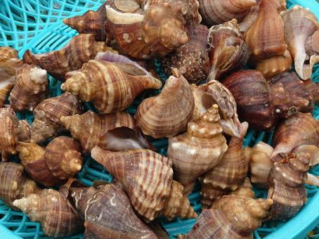 チョウセンボラ チョウセンボラ,エゾバイ科,エゾボラ属の写真素材