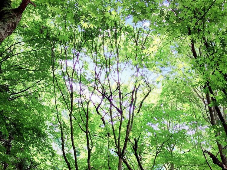 新緑のイメージ 森林,森,木の写真素材