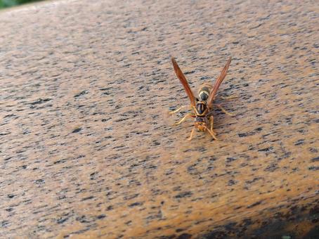 Paper wasp Paper waspの写真