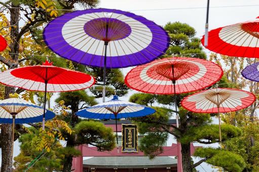 2025笠間の菊祭り15 菊祭り,笠間,お祭りの写真素材