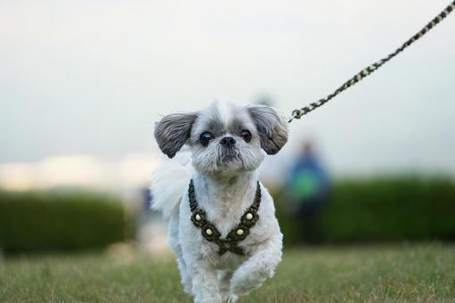 シーズーのポートレート 犬,シーズー,いぬの写真素材