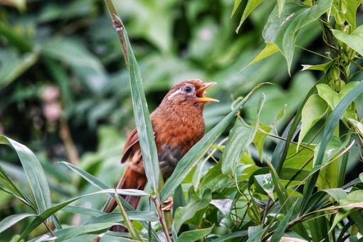 野鳥さん、いらっしゃい3 野鳥さん、いらっしゃい3の写真