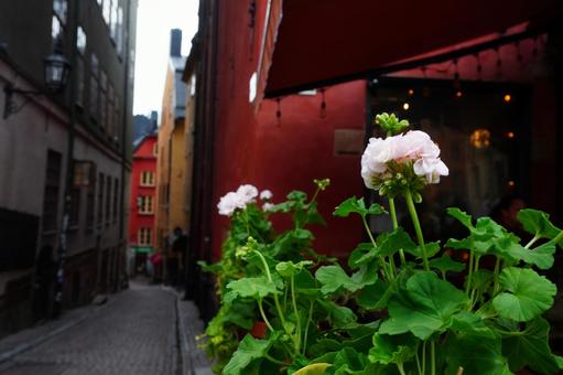 Photo, flower, pink color, building, 